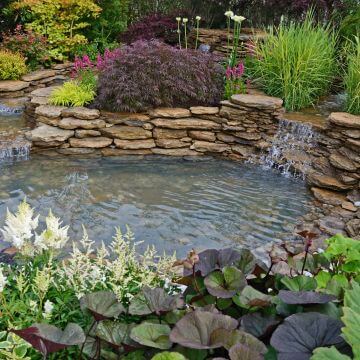 Backyard pond